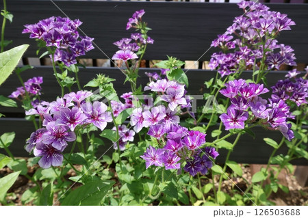 花壇に咲くフロックスシュガースターの花 126503688