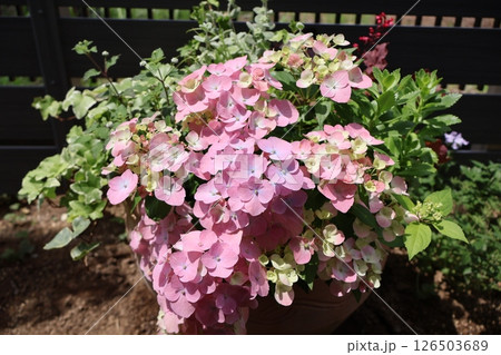 紫陽花ラグランジアの寄せ植え 126503689