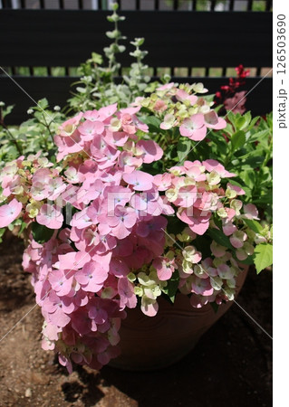 紫陽花ラグランジアの寄せ植え 126503690