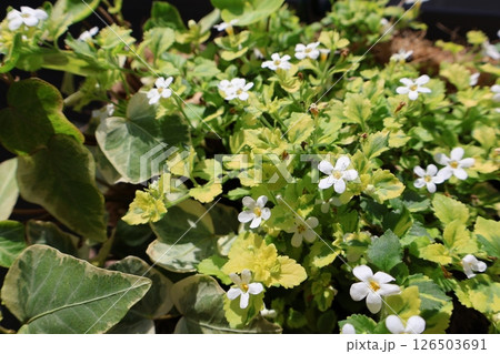 斑入りバコパの白い小さな花 斑入りバコパの白い小さな花 126503691