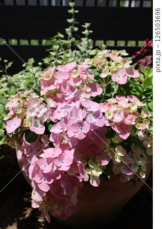紫陽花ラグランジアの寄せ植え 紫陽花ラグランジアの寄せ植え 126503696