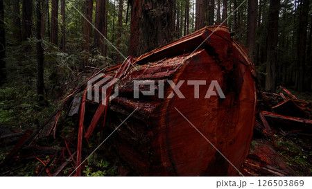 Fallen Redwood Tree Trunk Lying in Redwood National Park Forest 126503869