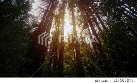 Sunlight piercing majestic redwood trees in Redwoods National Park, California 126503873