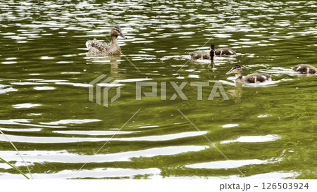 Mallard with ducklings floating in the lake at summer day. Mother duck with brood swimming at pond. Birds family in the nature habitat. Concept of animal wildlife. Close up Slow mo 126503924