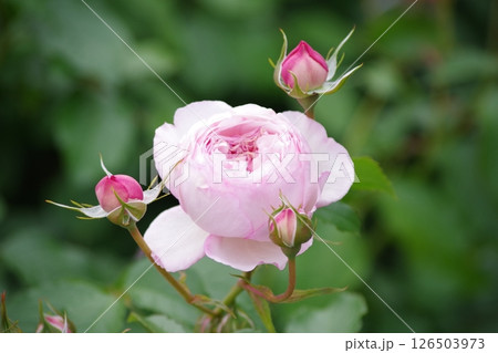 バラの花、薄いピンク色 126503973
