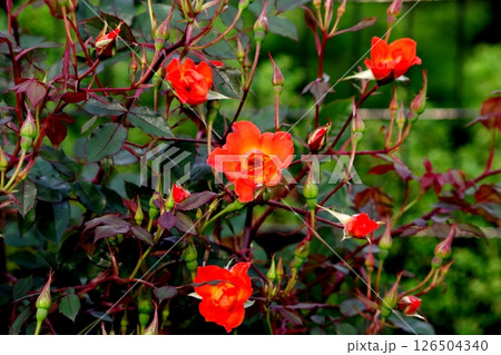 オレンジの花 126504340