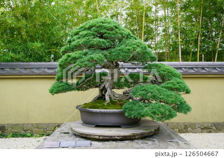 7870 盆栽 五葉松「千代の松」 BONSAI 7870 盆栽 五葉松「千代の松」 BONSAI 126504667