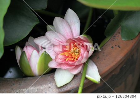 睡蓮の花 126504804