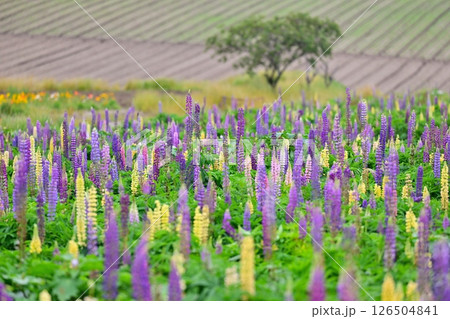 ルピナス畑に咲く紫色の花 126504841