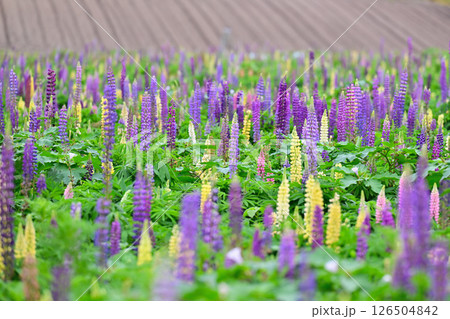 ルピナス畑に咲く紫色の花 126504842