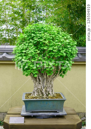 7865 盆栽 いちょう BOBSAI 7865 盆栽 いちょう BOBSAI 126504919