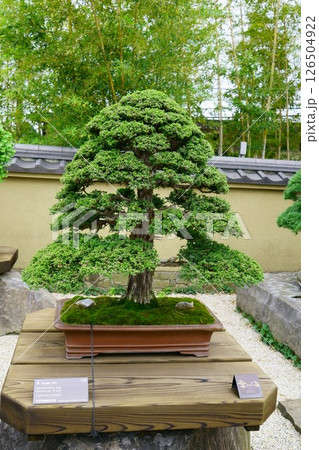 7868　盆栽　杉　BONSAI 126504922