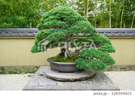 7869 盆栽 五葉松「千代の松」 BONSAI 7869 盆栽 五葉松「千代の松」 BONSAI 126504923