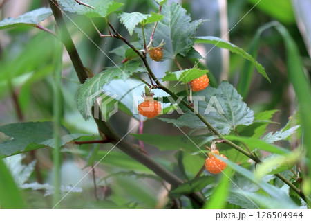 モミジイチゴ 126504944
