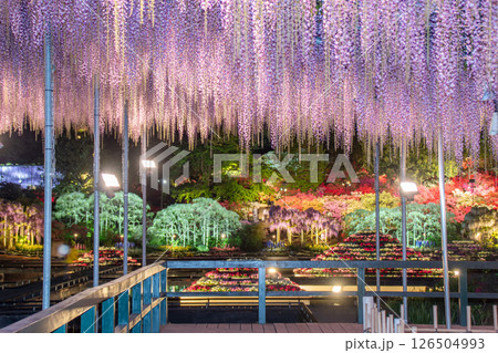 藤をフレームに夜の庭園を撮った件 126504993
