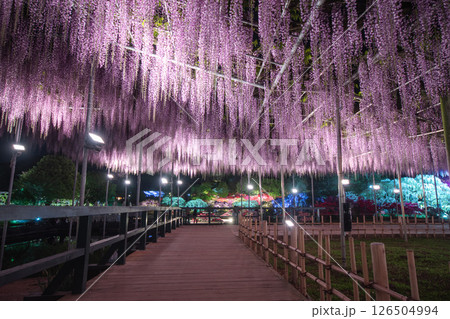 藤をフレームに夜の庭園を撮った件 126504994