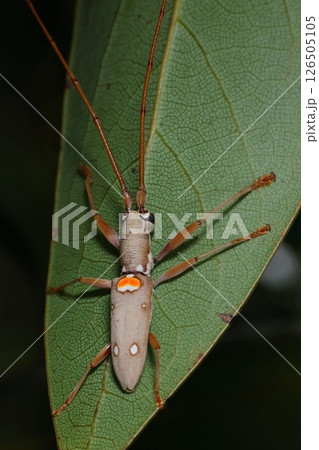 生き物　昆虫　イツホシシロカミキリ、灰色の体に虫食い痕の様な白班。沖縄で見られる南方系のカミキリムシ 126505105