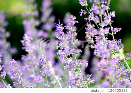 咲き始めた花 咲き始めた花 126505181