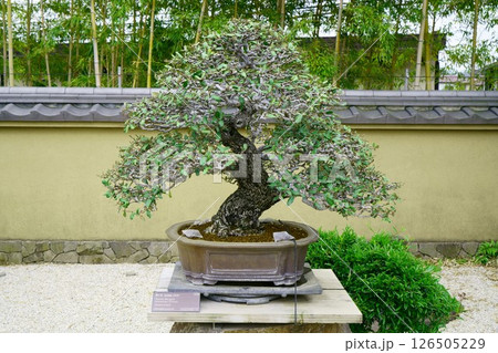 7871 盆栽 寒ぐみ BONSAI 7871 盆栽 寒ぐみ BONSAI 126505229