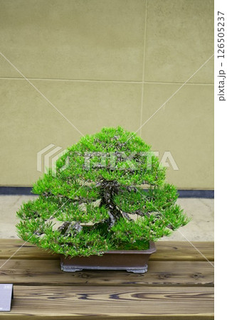 7879　盆栽　黒松　BONSAI 126505237