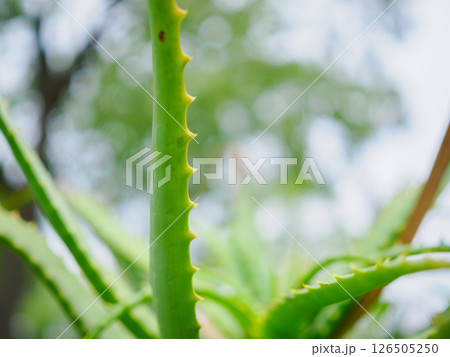 アロエの葉 クローズアップ アロエの葉 クローズアップ 126505250