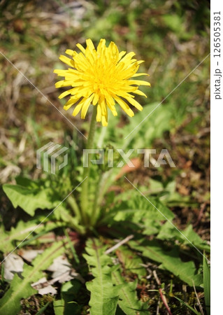 春の野原に咲くタンポポ 126505381