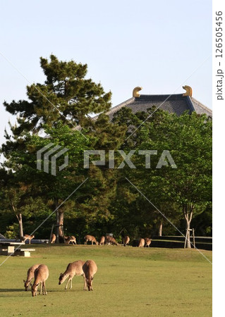 朝の奈良公園の鹿（東大寺） 126505456