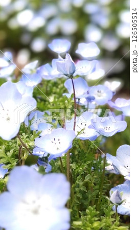 青い花　きれいなネモフィラ畑　春 126505514