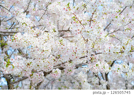 満開になった桜の花 126505745