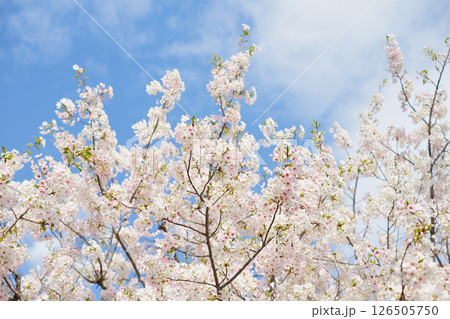 青空に映える満開の桜 青空に映える満開の桜 126505750