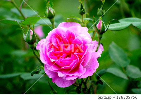 美しいピンクのバラ 126505756