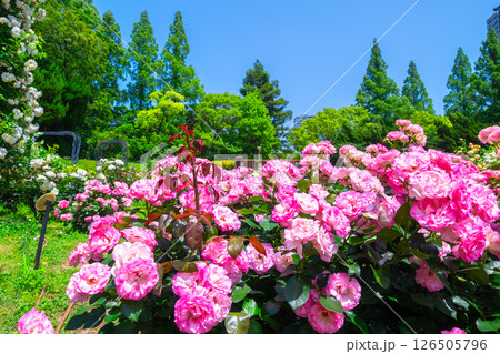 靱公園のバラ園 126505796
