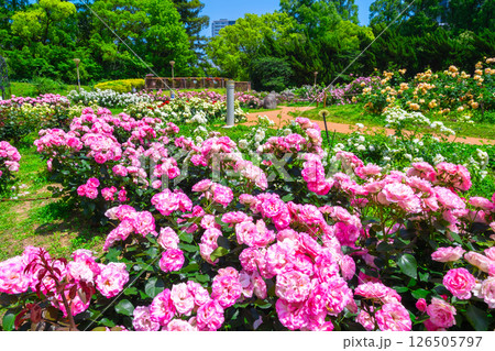 靱公園のバラ園 靱公園のバラ園 126505797