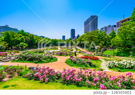靱公園のバラ園 靱公園のバラ園 126505801