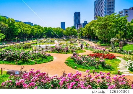 靱公園のバラ園 126505802