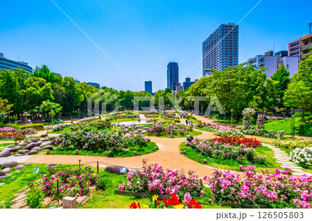 靱公園のバラ園 靱公園のバラ園 126505803