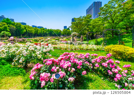 靱公園のバラ園 靱公園のバラ園 126505804