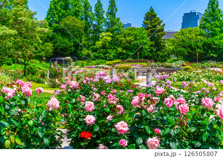 靱公園のバラ園 靱公園のバラ園 126505807
