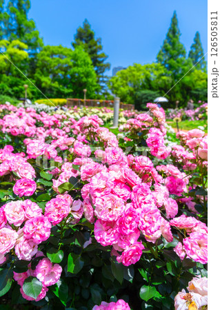 靱公園のバラ園 126505811