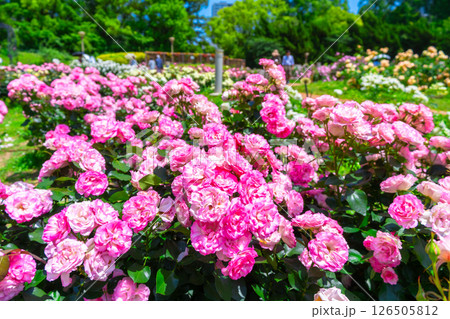 靱公園のバラ園 靱公園のバラ園 126505812