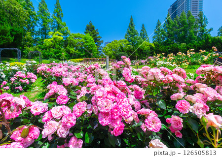靱公園のバラ園 126505813