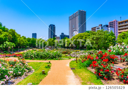 靱公園のバラ園 靱公園のバラ園 126505829