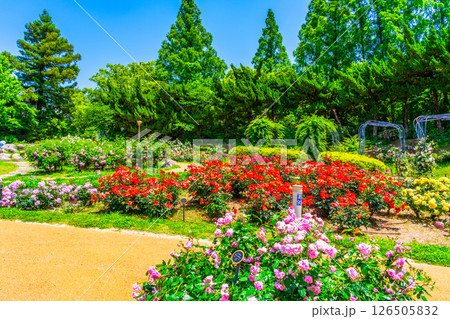 靱公園のバラ園 126505832