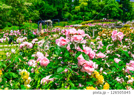 靱公園のバラ園 靱公園のバラ園 126505845