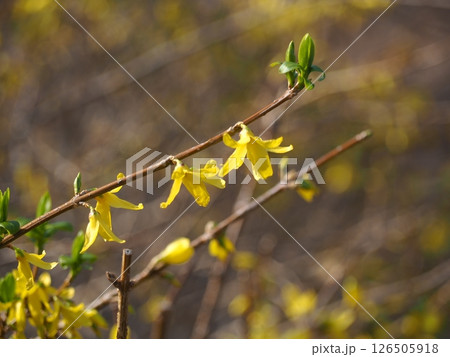 レンギョウ 126505918