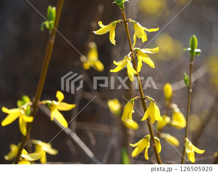 レンギョウ 126505920