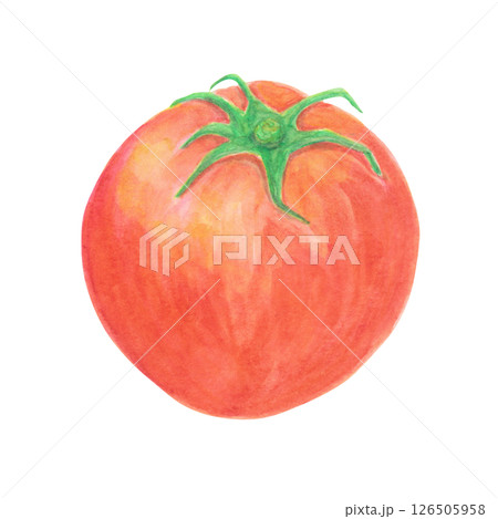トマトの水彩アナログイラスト素材 126505958