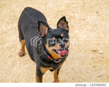 ドッグランで遊ぶ犬 ドッグランで遊ぶ犬 126506002