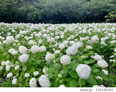初夏の公園に咲いた紫陽花アナベル 初夏の公園に咲いた紫陽花アナベル 126506342