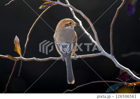 枝にとまるモズ 枝にとまるモズ 126506561